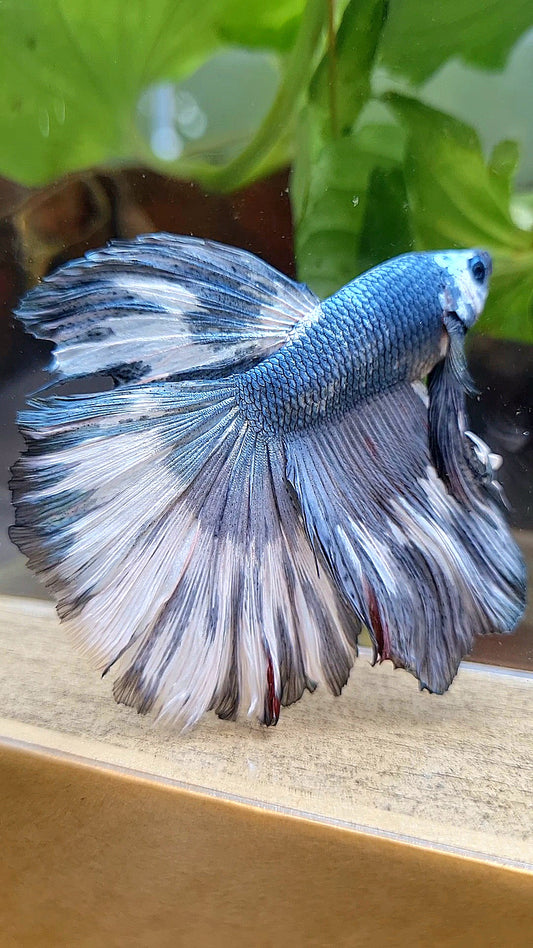 XL HALFMOON ROSETAIL COPPER WHITE MARBLE PATTERN UNIQUE BETTA FISH