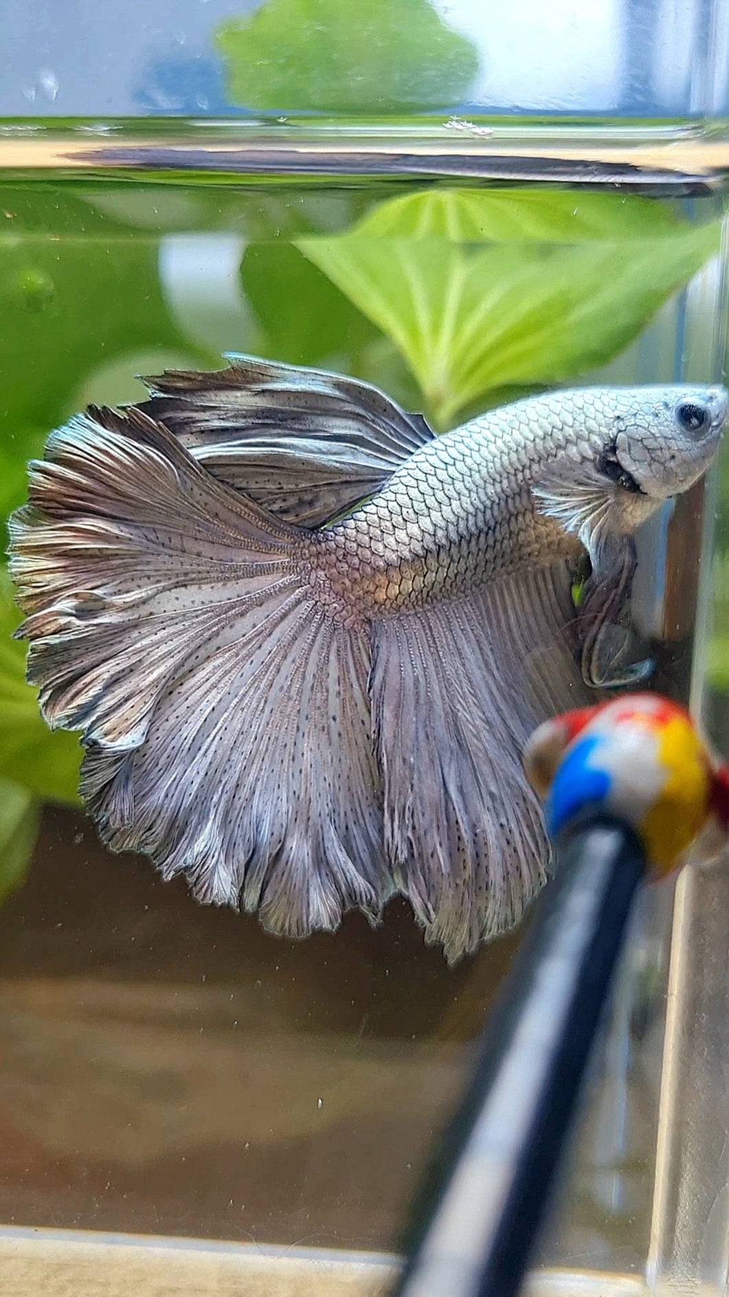 HALFMOON ROSETAIL SUPER COPPER METAL BETTA FISH