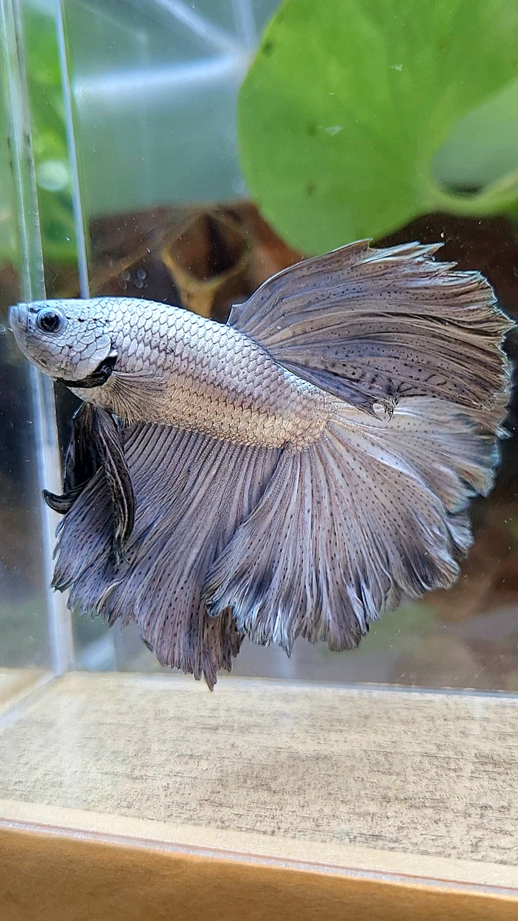 HALFMOON ROSETAIL SUPER COPPER METAL BETTA FISH