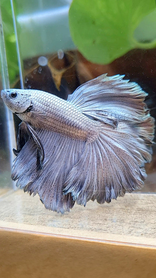 HALFMOON ROSETAIL SUPER COPPER METAL BETTA FISH
