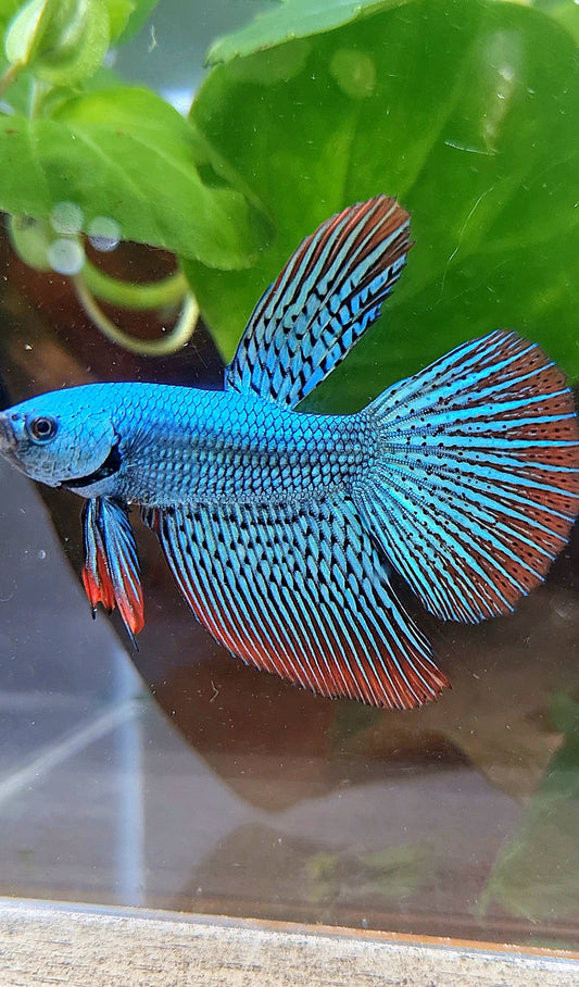 LUXURY HALFMOON ALIEN GREEN SUPER HYBRID WILD BETTA FISH