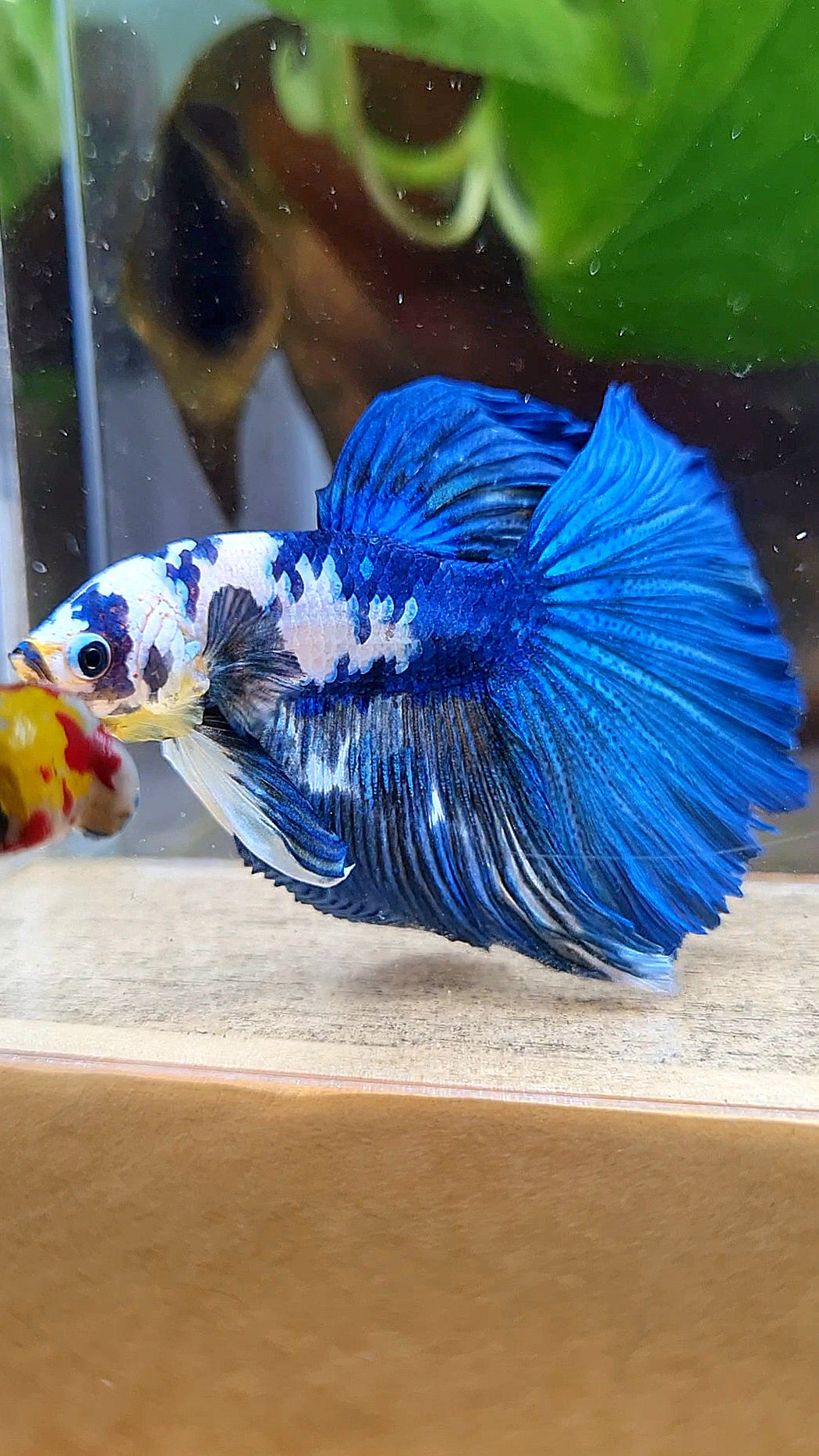 HALFMOON BLUE DOTS MARBLE BETTA FISH