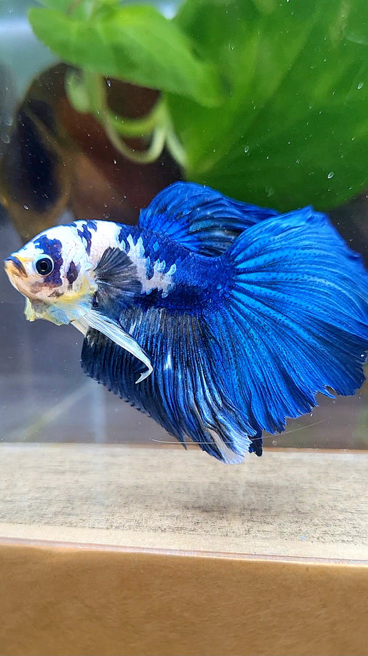 HALFMOON BLUE DOTS MARBLE BETTA FISH