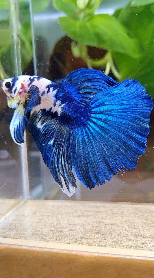 HALFMOON BLUE DOTS MARBLE BETTA FISH