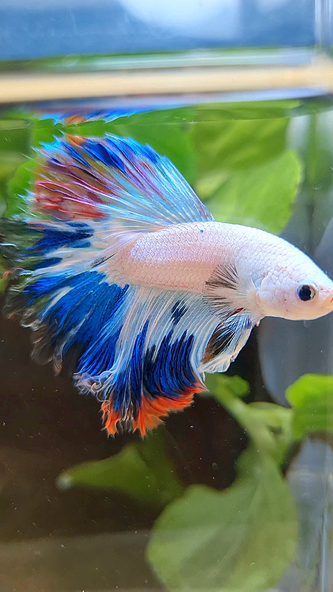HALFMOON ROSETAIL BLUE RED RIM FANCY BETTA FISH minus wart