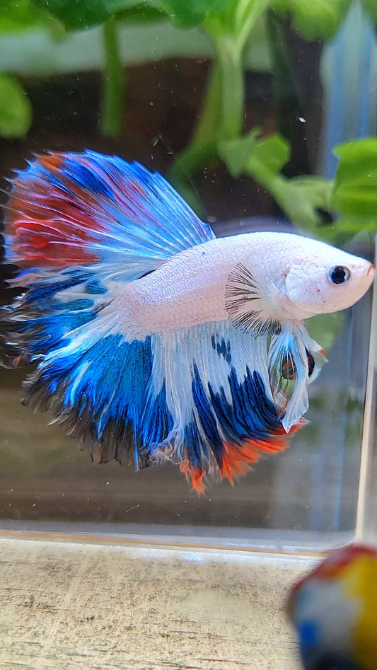 HALFMOON ROSETAIL BLUE RED RIM FANCY BETTA FISH minus wart