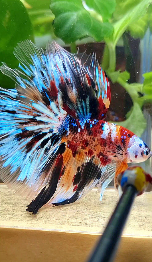 XXL HALFMOON ROSETAIL PEACOCK MASKING MULTICOLOR BETTA FISH
