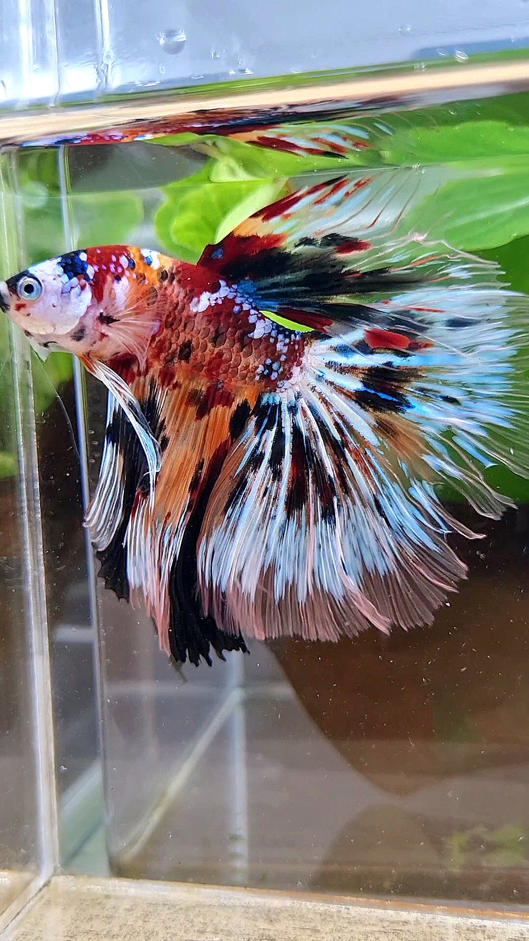 XXL HALFMOON ROSETAIL PEACOCK MASKING MULTICOLOR BETTA FISH