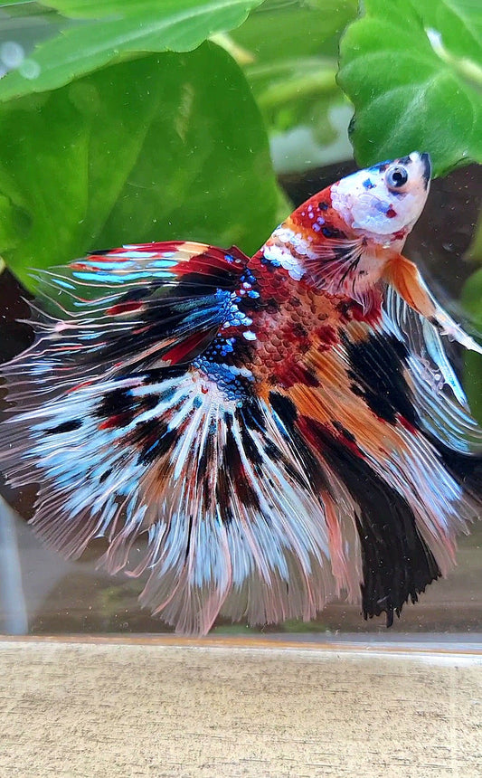XXL HALFMOON ROSETAIL PEACOCK MASKING MULTICOLOR BETTA FISH