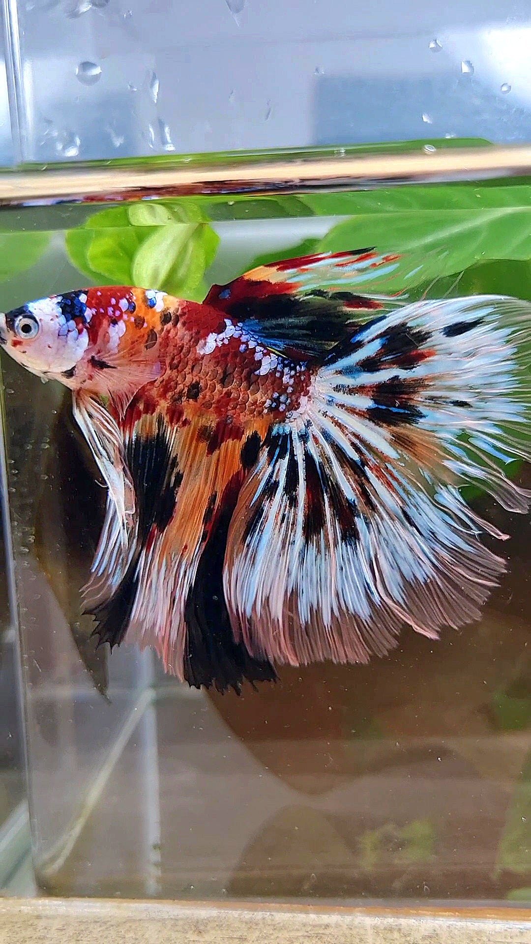 XXL HALFMOON ROSETAIL PEACOCK MASKING MULTICOLOR BETTA FISH