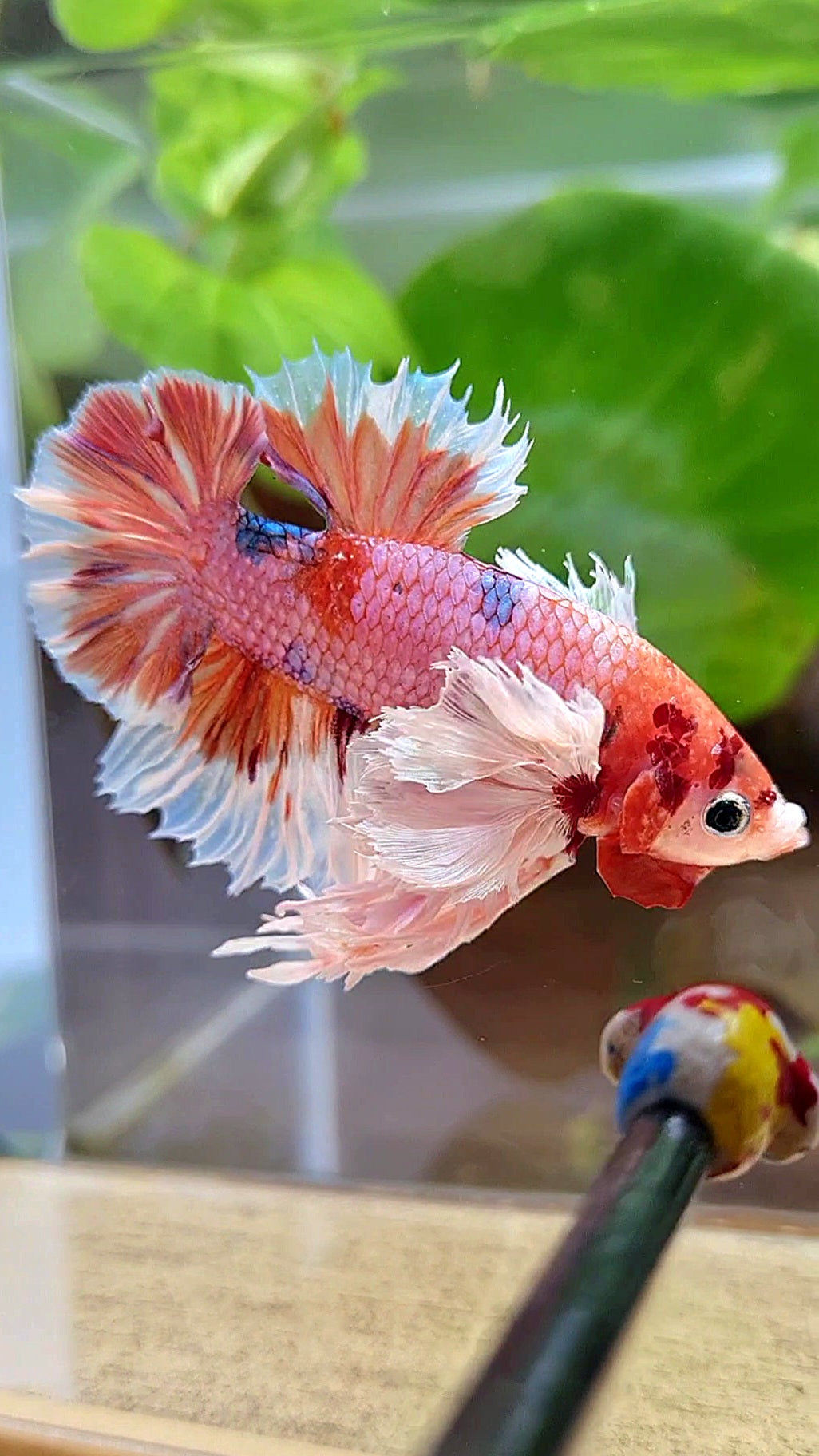 LUXURY KING PLAKAT SUPER ROSE EAR ORANGE CANDY MULTICOLOR BETTA FISH