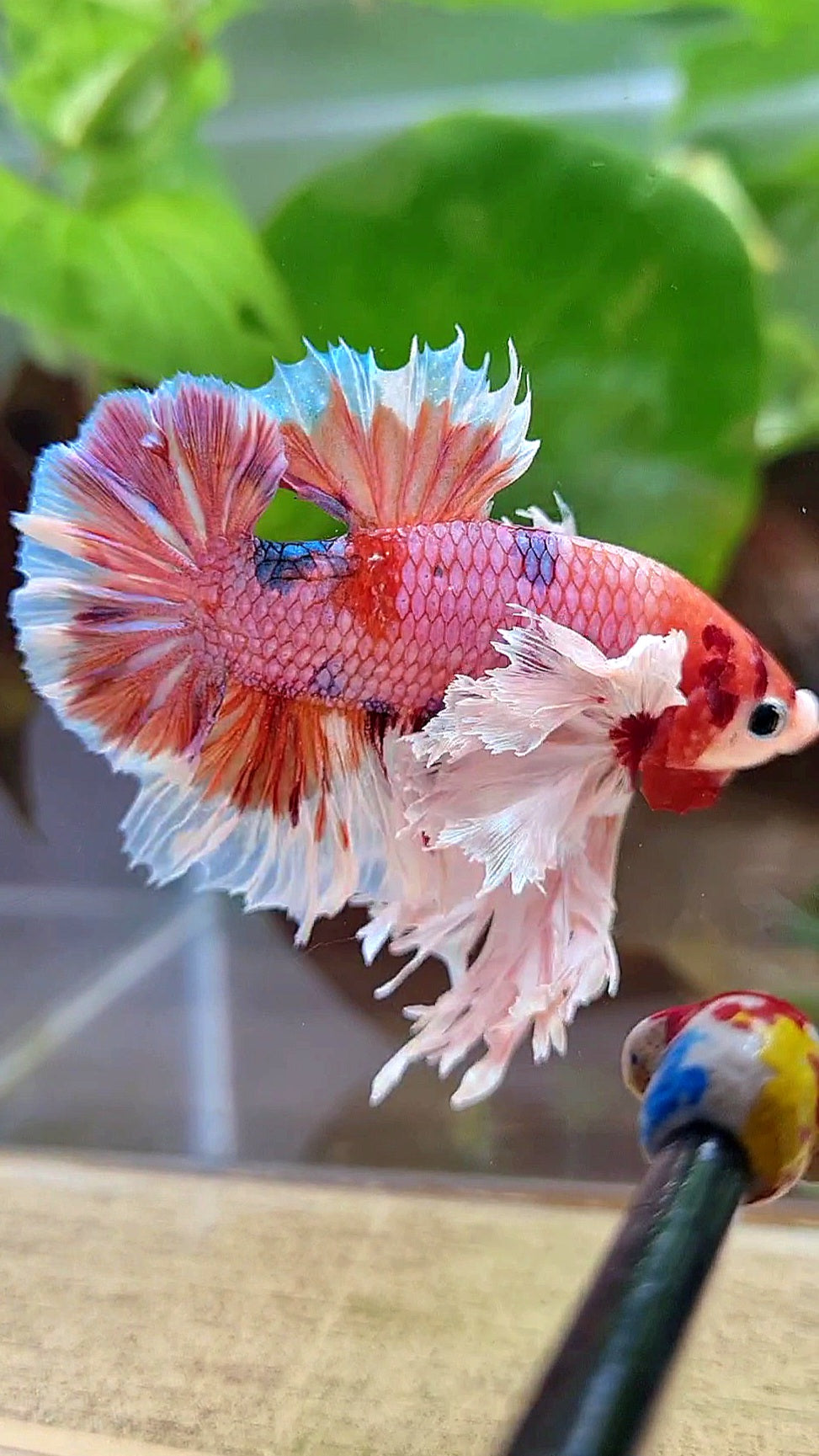 LUXURY KING PLAKAT SUPER ROSE EAR ORANGE CANDY MULTICOLOR BETTA FISH