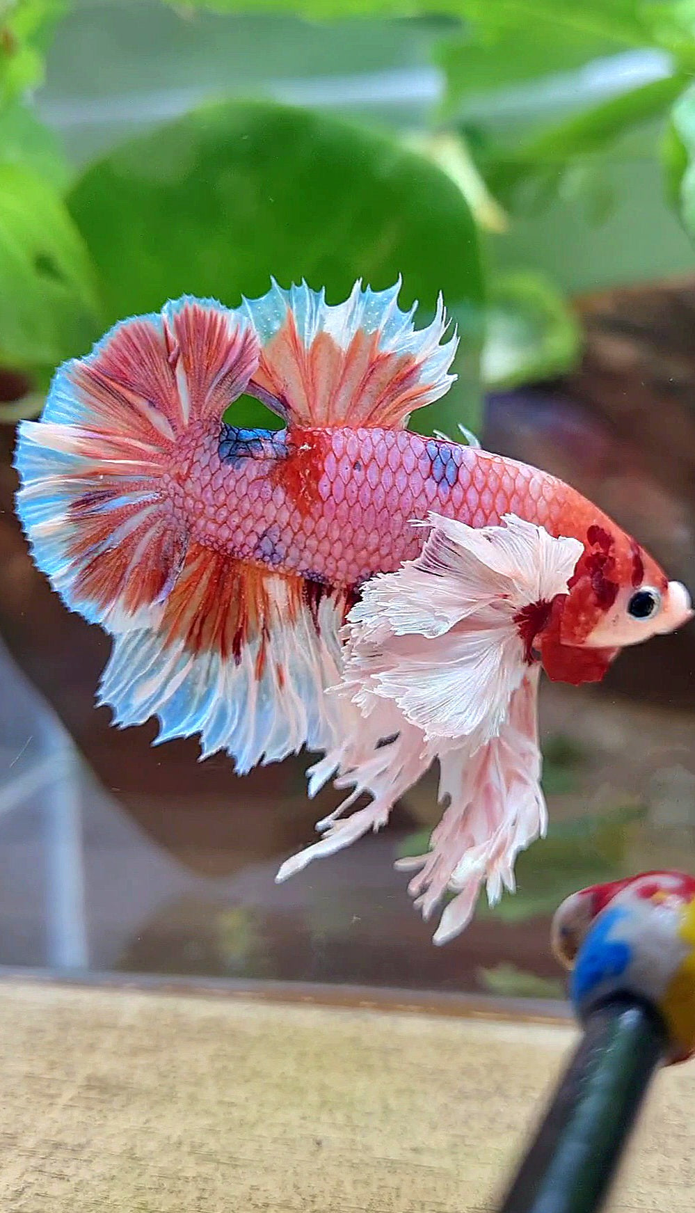 LUXURY KING PLAKAT SUPER ROSE EAR ORANGE CANDY MULTICOLOR BETTA FISH