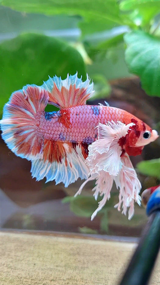 LUXURY KING PLAKAT SUPER ROSE EAR ORANGE CANDY MULTICOLOR BETTA FISH