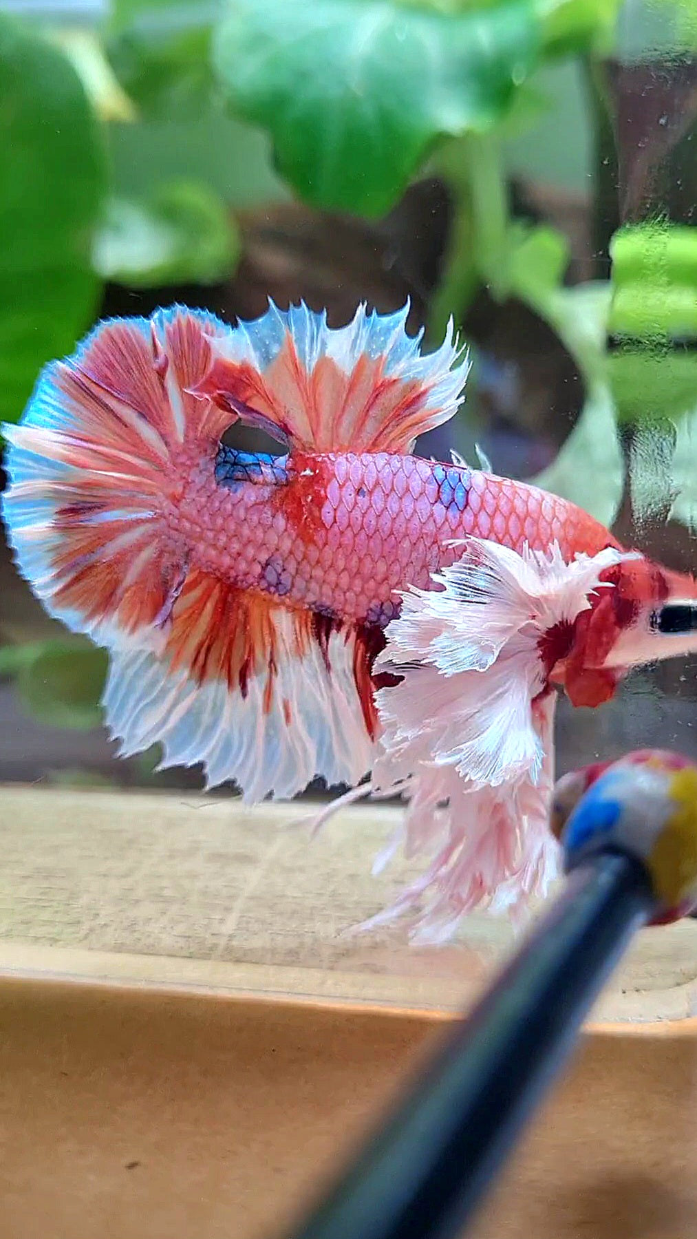 LUXURY KING PLAKAT SUPER ROSE EAR ORANGE CANDY MULTICOLOR BETTA FISH