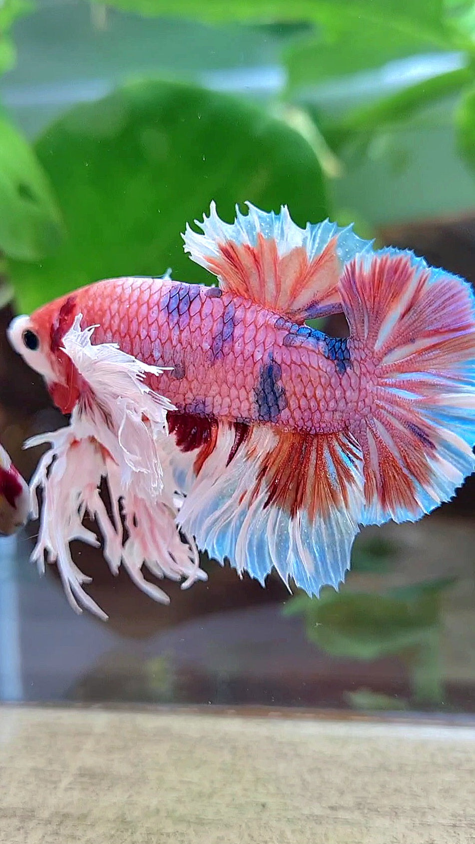 LUXURY KING PLAKAT SUPER ROSE EAR ORANGE CANDY MULTICOLOR BETTA FISH