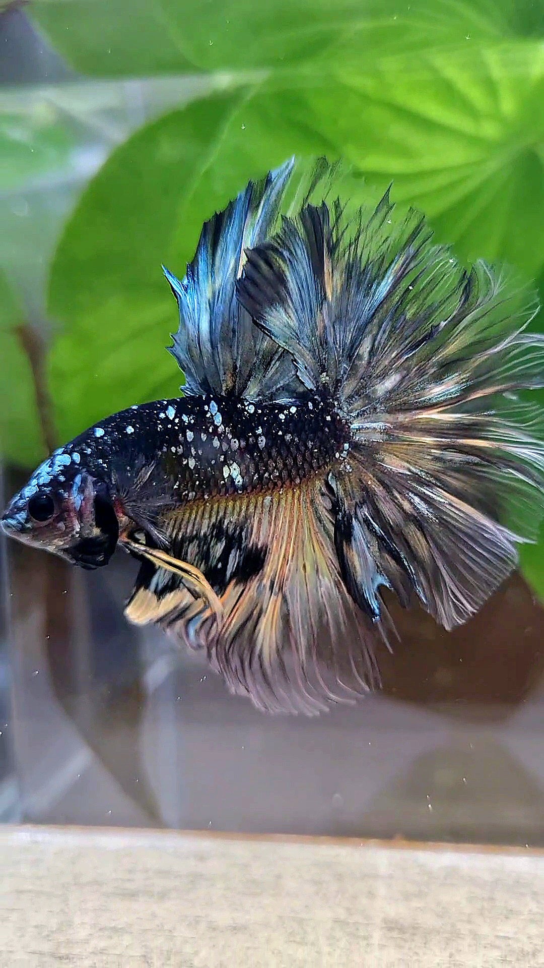 LUXURY HALFMOON ROSETAIL BLACK GALAXY COPPER AVATAR YELLOW BETTA FISH