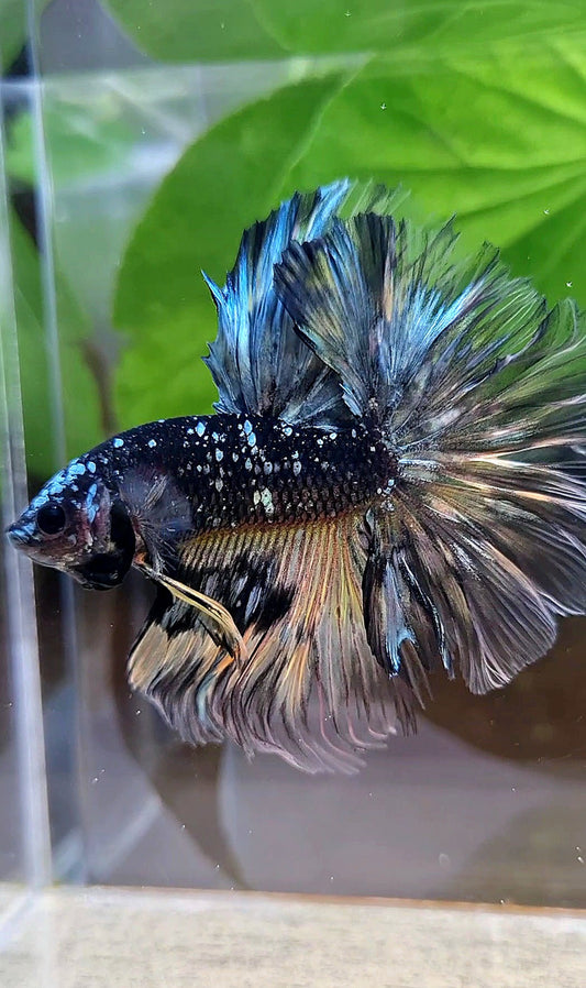 LUXURY HALFMOON ROSETAIL BLACK GALAXY COPPER AVATAR YELLOW BETTA FISH