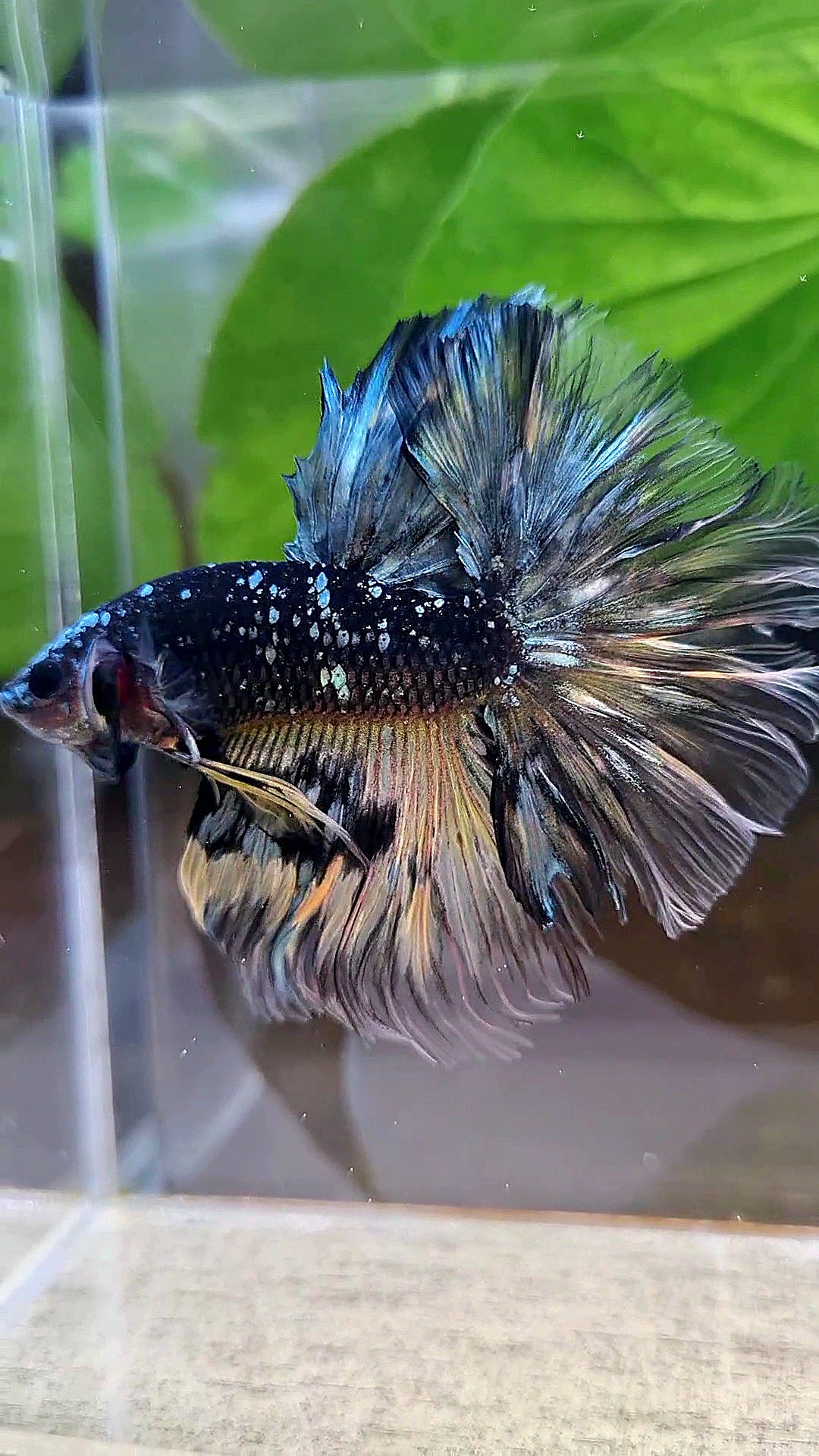 LUXURY HALFMOON ROSETAIL BLACK GALAXY COPPER AVATAR YELLOW BETTA FISH