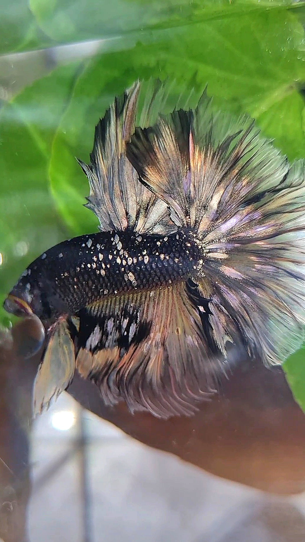 LUXURY HALFMOON ROSETAIL BLACK GALAXY COPPER AVATAR YELLOW BETTA FISH