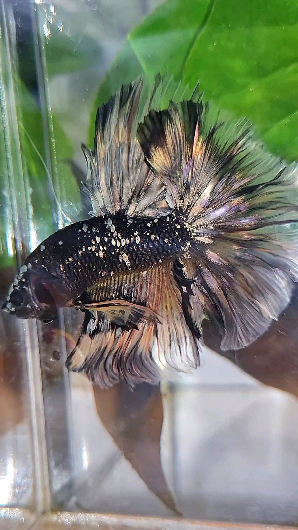 LUXURY HALFMOON ROSETAIL BLACK GALAXY COPPER AVATAR YELLOW BETTA FISH