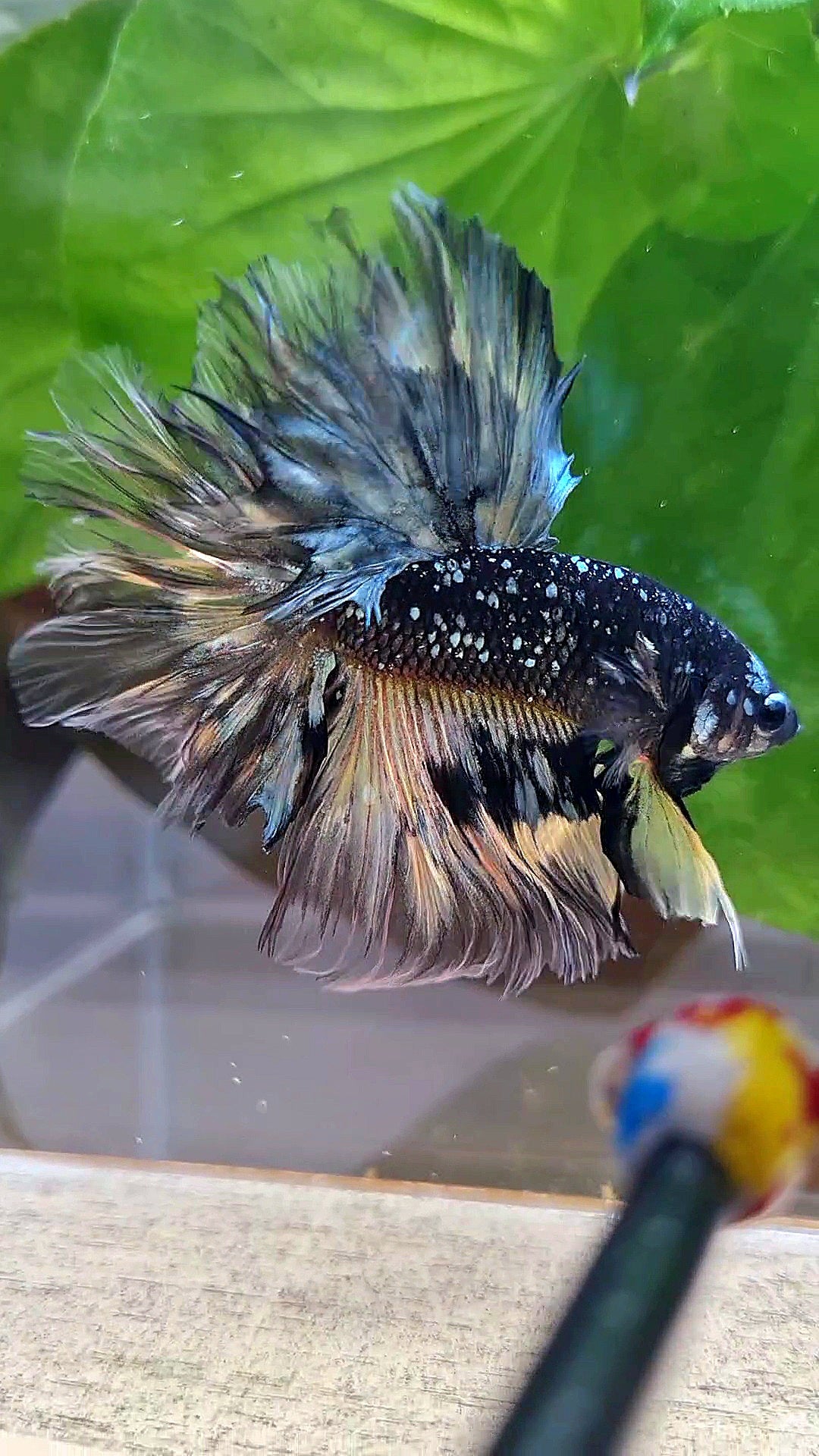 LUXURY HALFMOON ROSETAIL BLACK GALAXY COPPER AVATAR YELLOW BETTA FISH