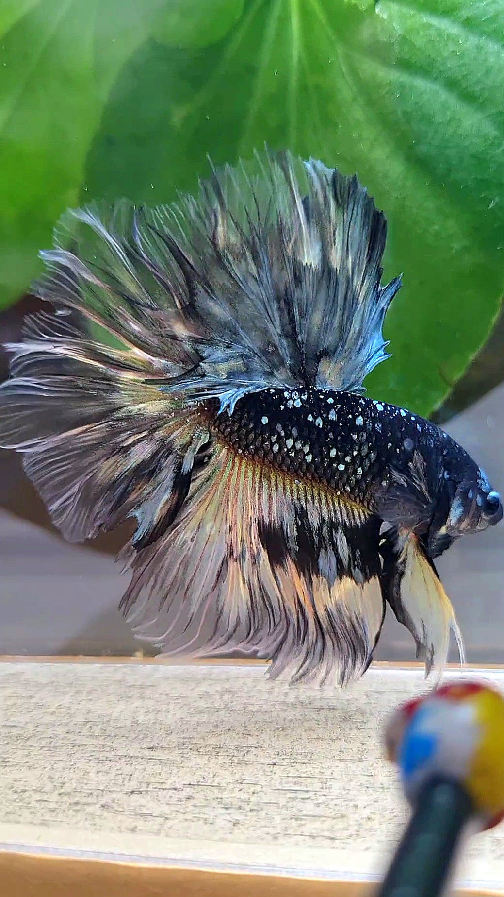 LUXURY HALFMOON ROSETAIL BLACK GALAXY COPPER AVATAR YELLOW BETTA FISH
