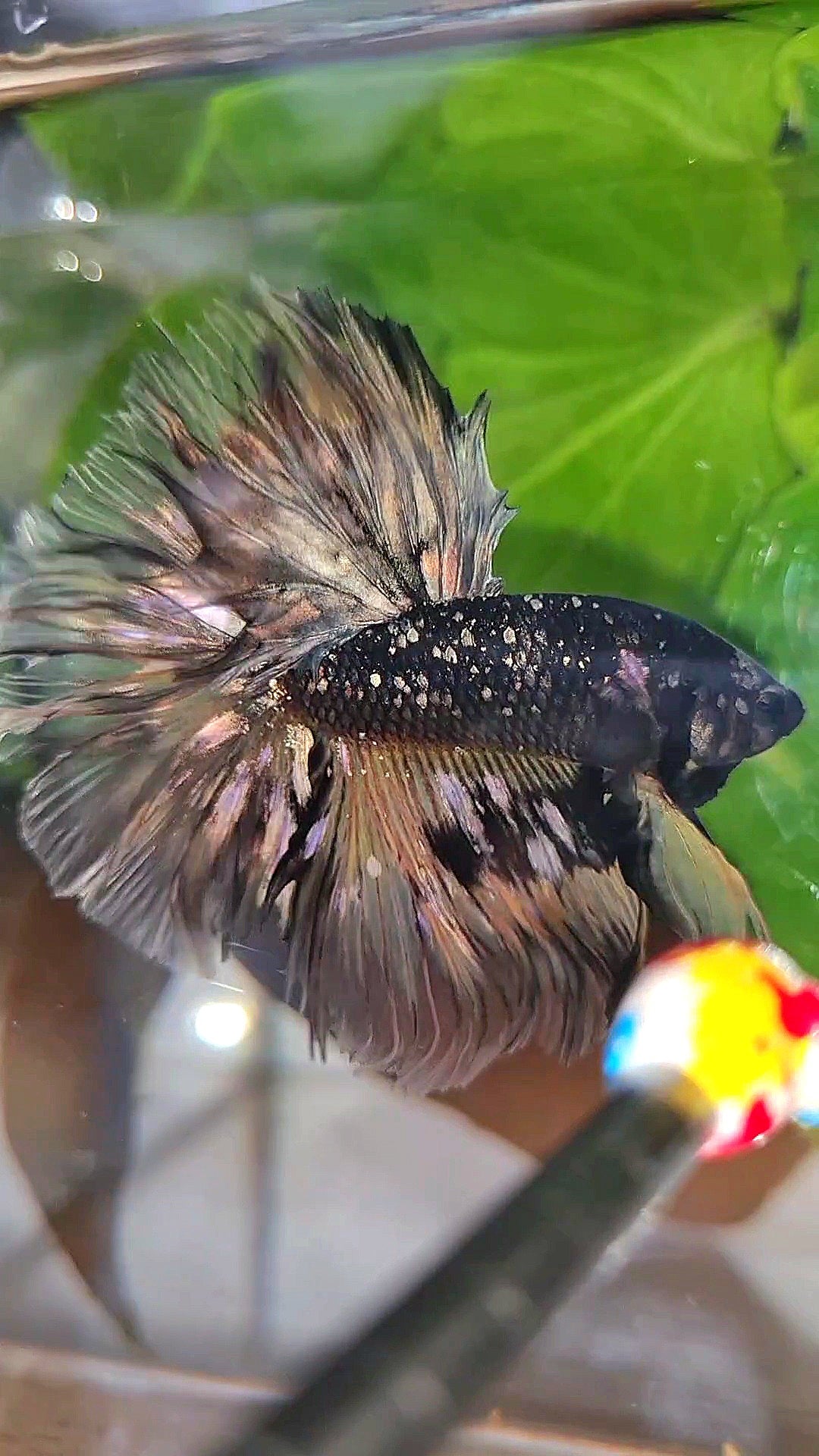 LUXURY HALFMOON ROSETAIL BLACK GALAXY COPPER AVATAR YELLOW BETTA FISH
