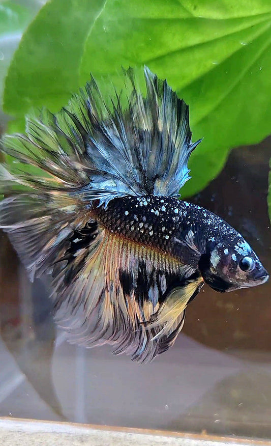 LUXURY HALFMOON ROSETAIL BLACK GALAXY COPPER AVATAR YELLOW BETTA FISH