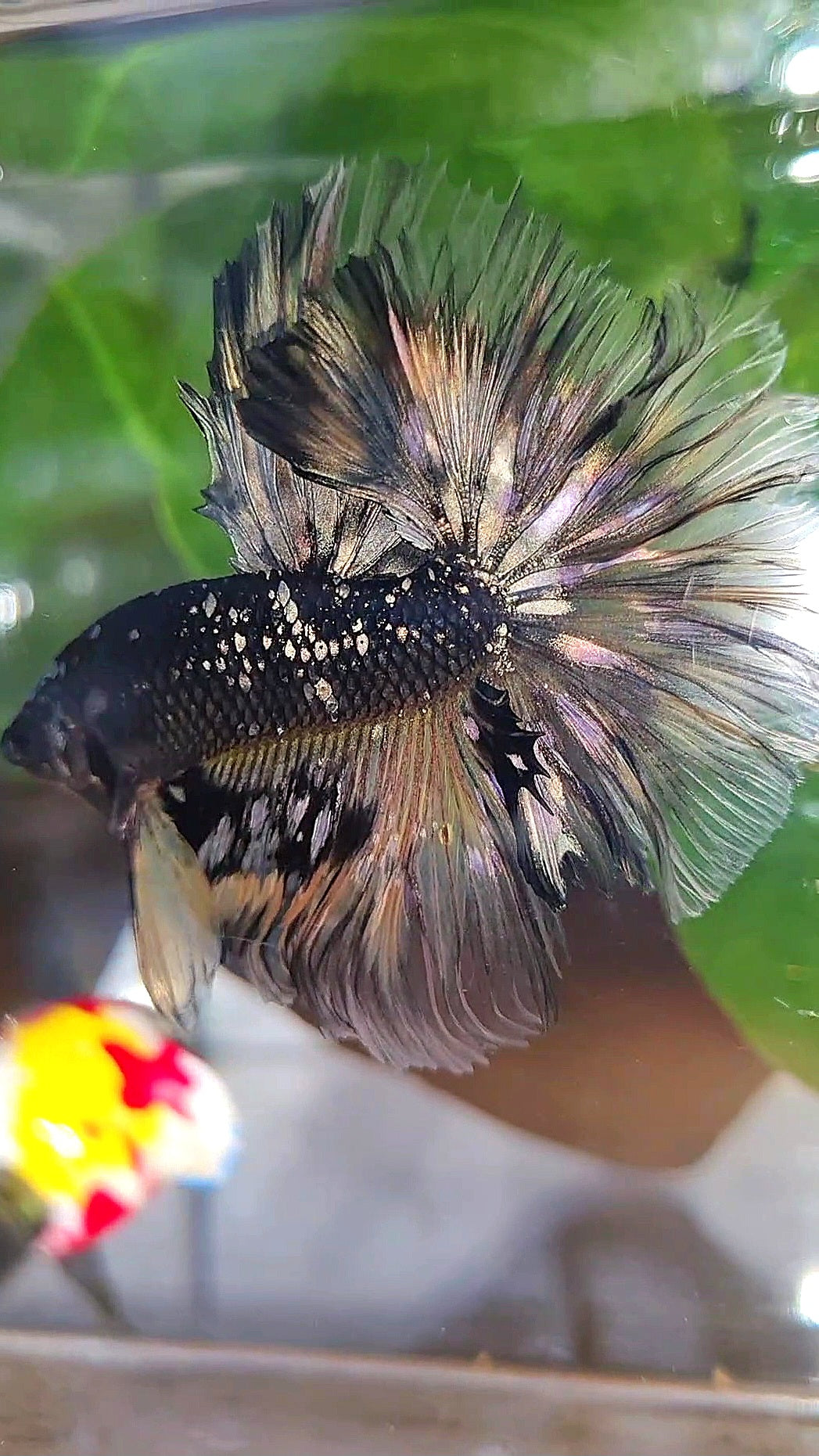 LUXURY HALFMOON ROSETAIL BLACK GALAXY COPPER AVATAR YELLOW BETTA FISH