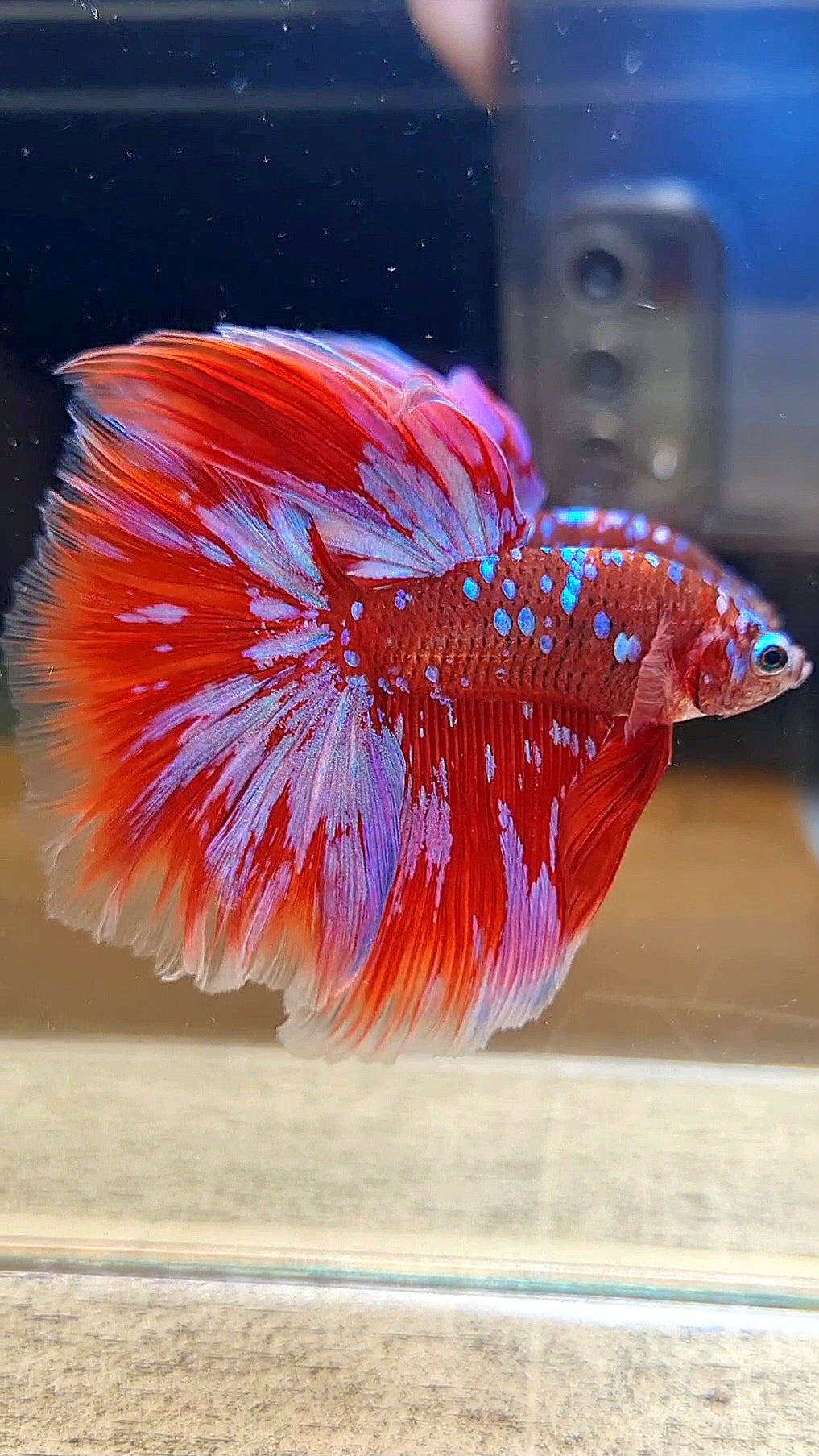 HALFMOON ROSETAIL RED PURPLE GALAXY RPG BETTA FISH