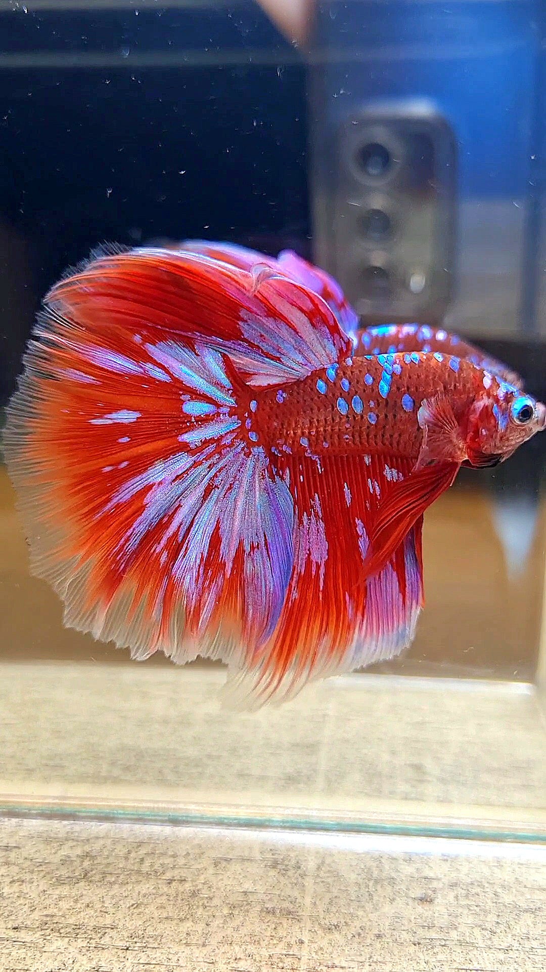HALFMOON ROSETAIL RED PURPLE GALAXY RPG BETTA FISH