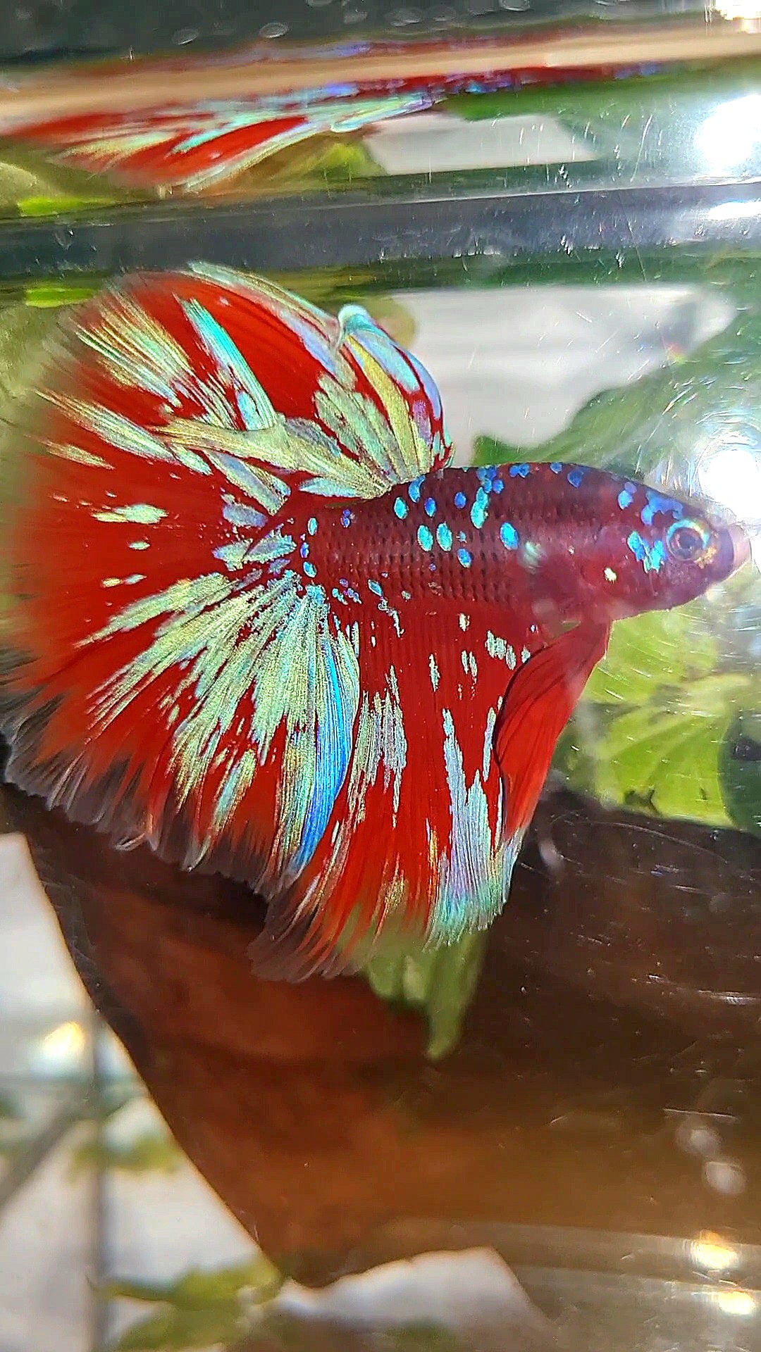 HALFMOON ROSETAIL RED PURPLE GALAXY RPG BETTA FISH