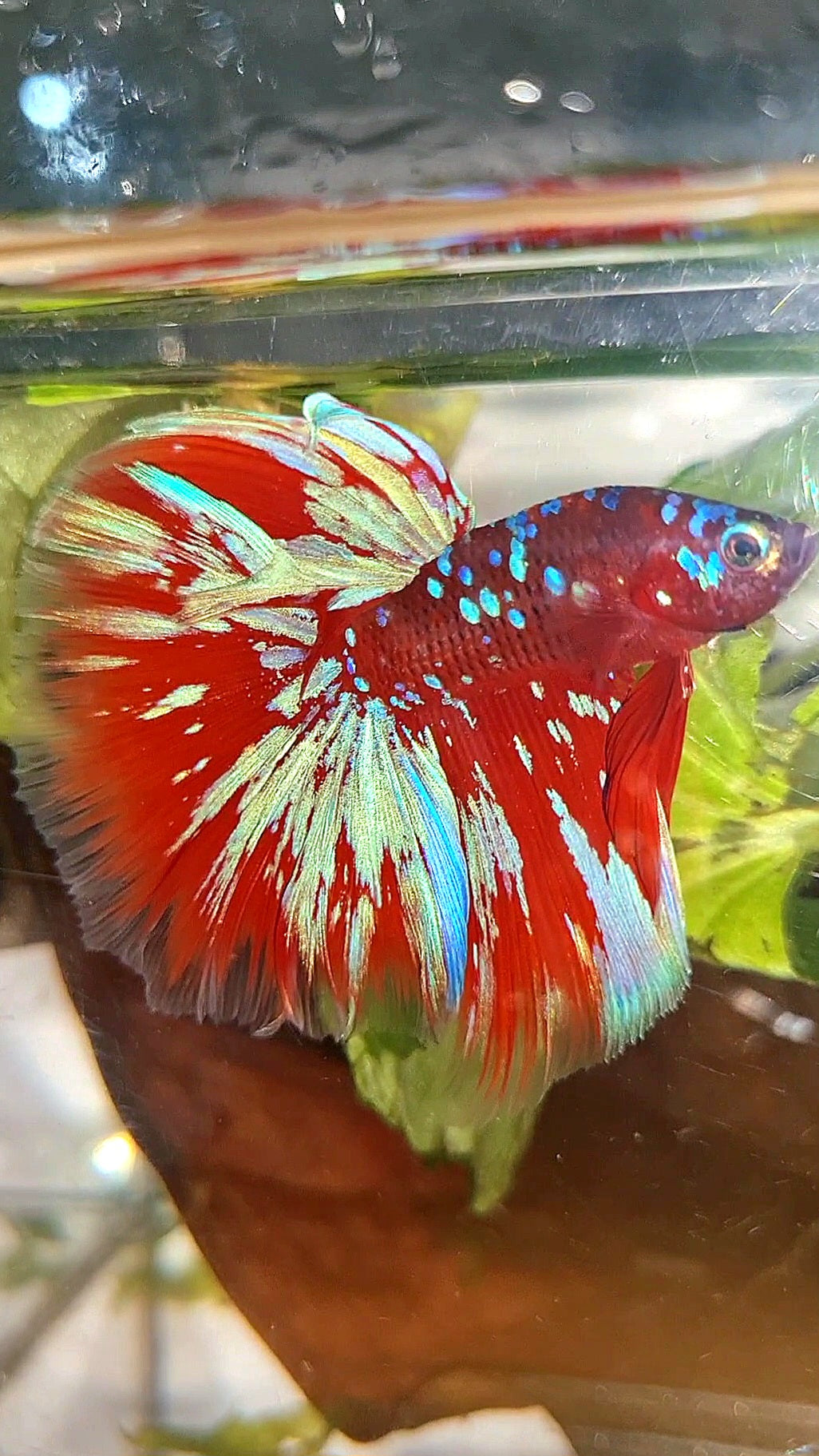 HALFMOON ROSETAIL RED PURPLE GALAXY RPG BETTA FISH