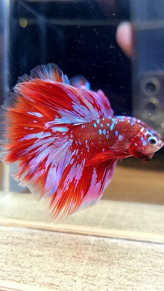 HALFMOON ROSETAIL RED PURPLE GALAXY RPG BETTA FISH