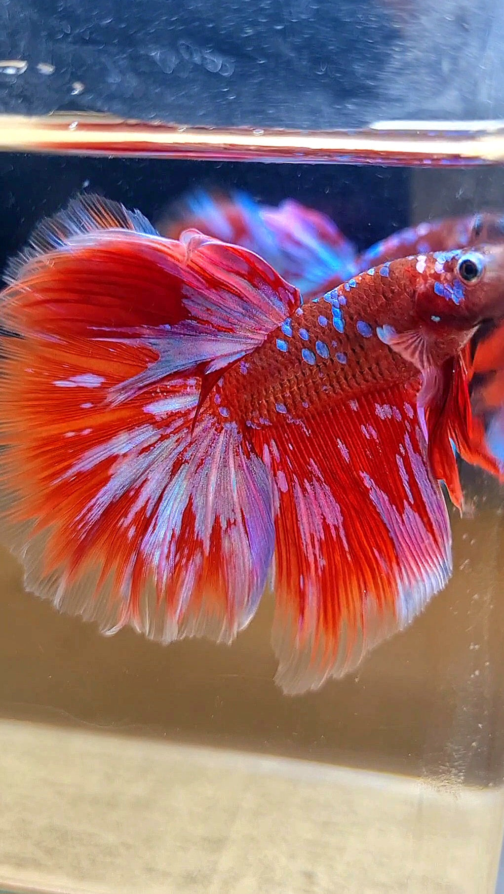 HALFMOON ROSETAIL RED PURPLE GALAXY RPG BETTA FISH