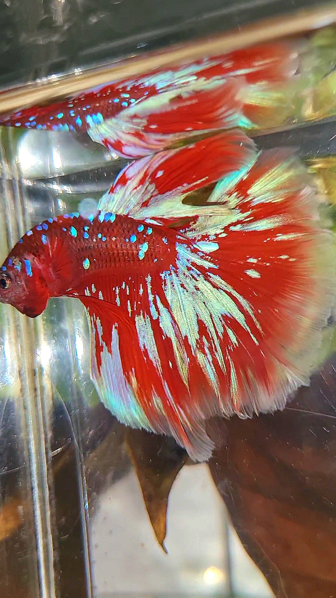 HALFMOON ROSETAIL RED PURPLE GALAXY RPG BETTA FISH