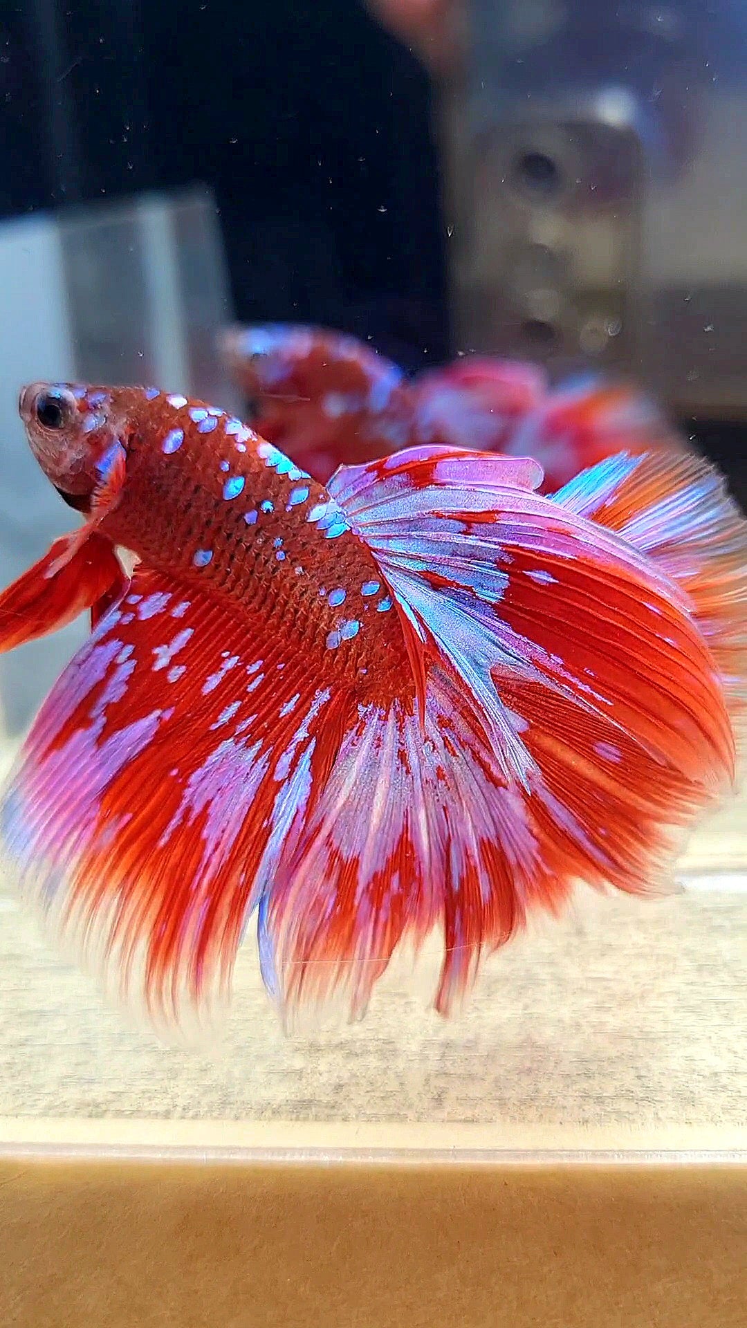 HALFMOON ROSETAIL RED PURPLE GALAXY RPG BETTA FISH