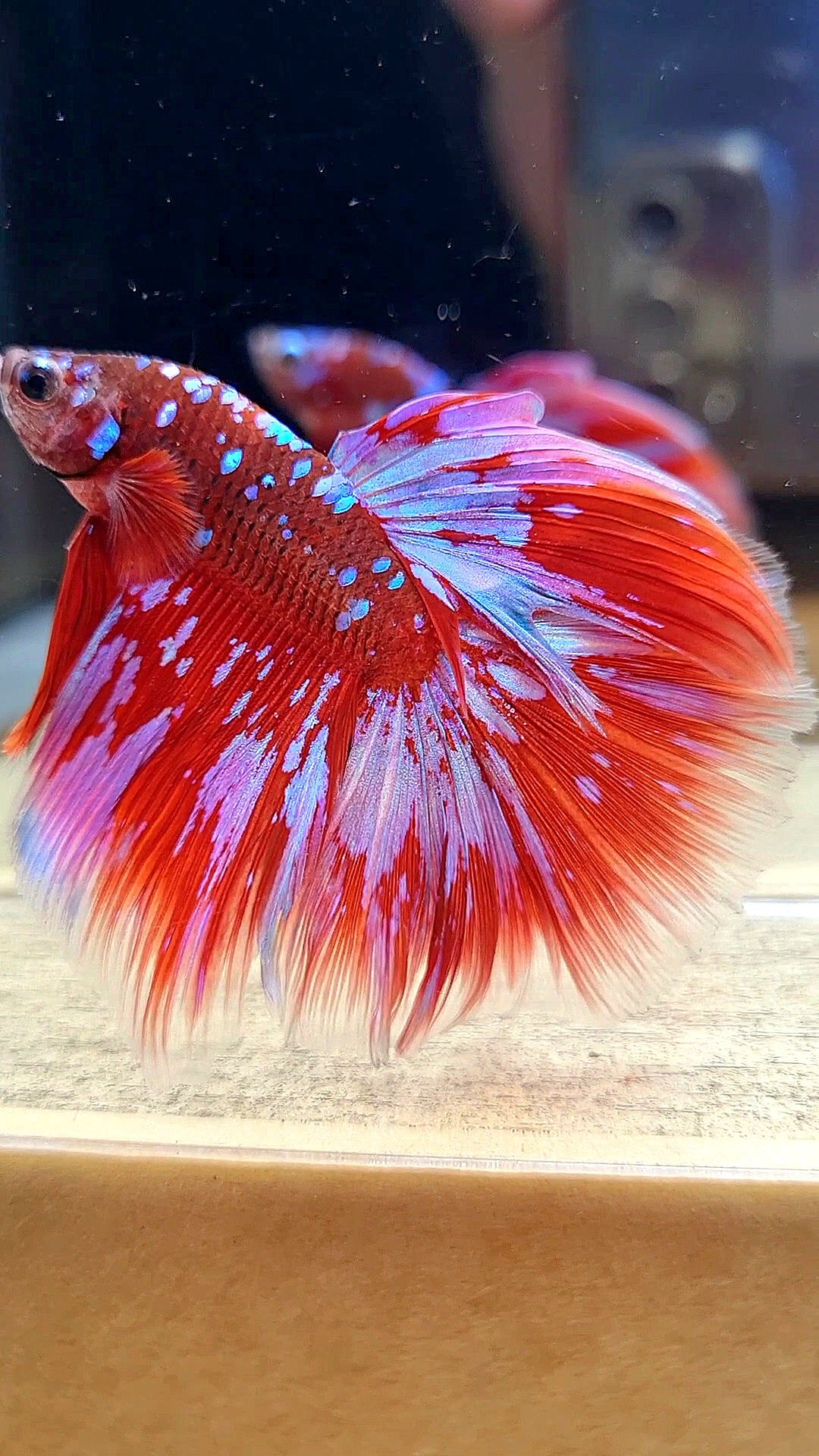 HALFMOON ROSETAIL RED PURPLE GALAXY RPG BETTA FISH