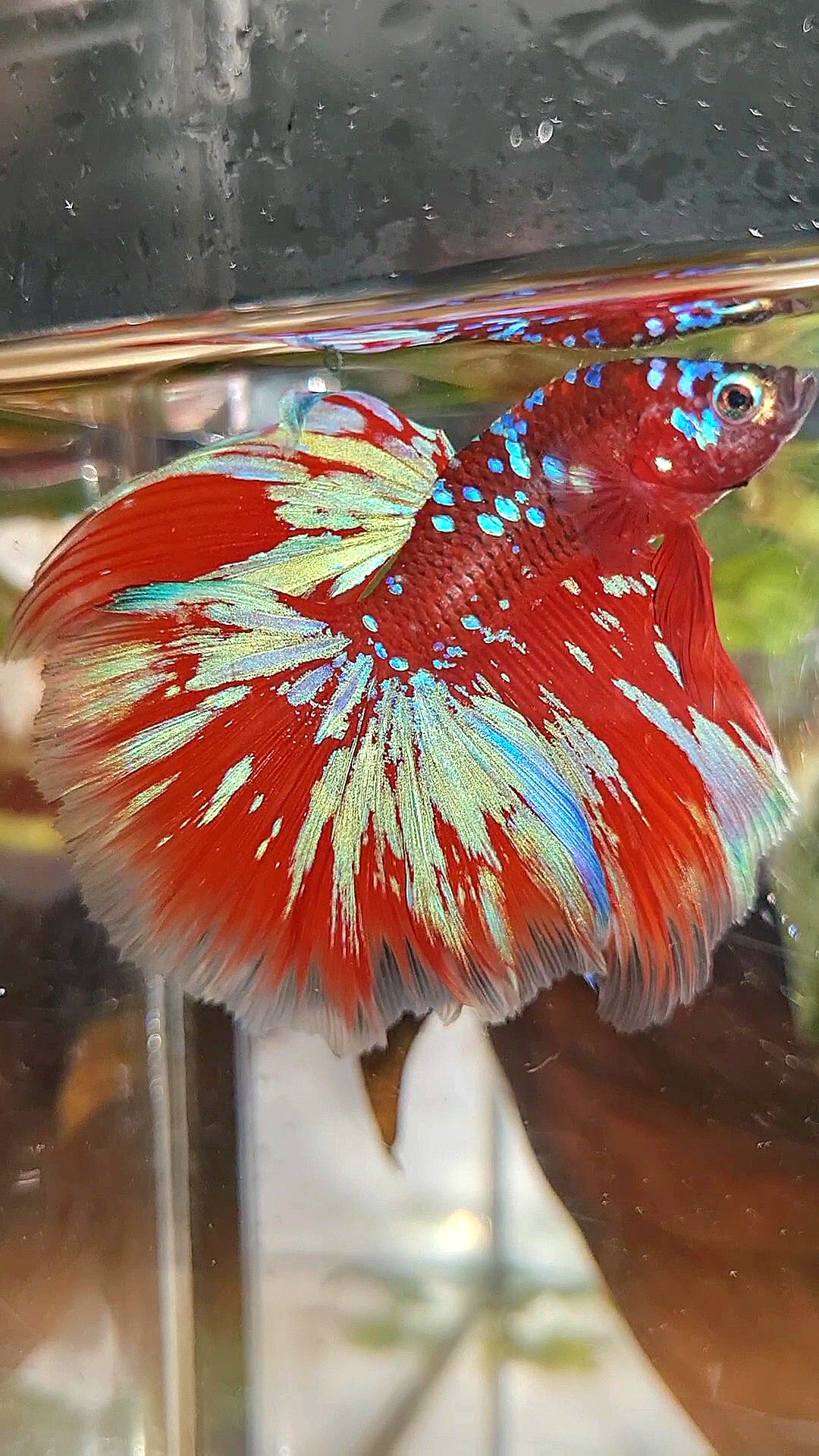 HALFMOON ROSETAIL RED PURPLE GALAXY RPG BETTA FISH