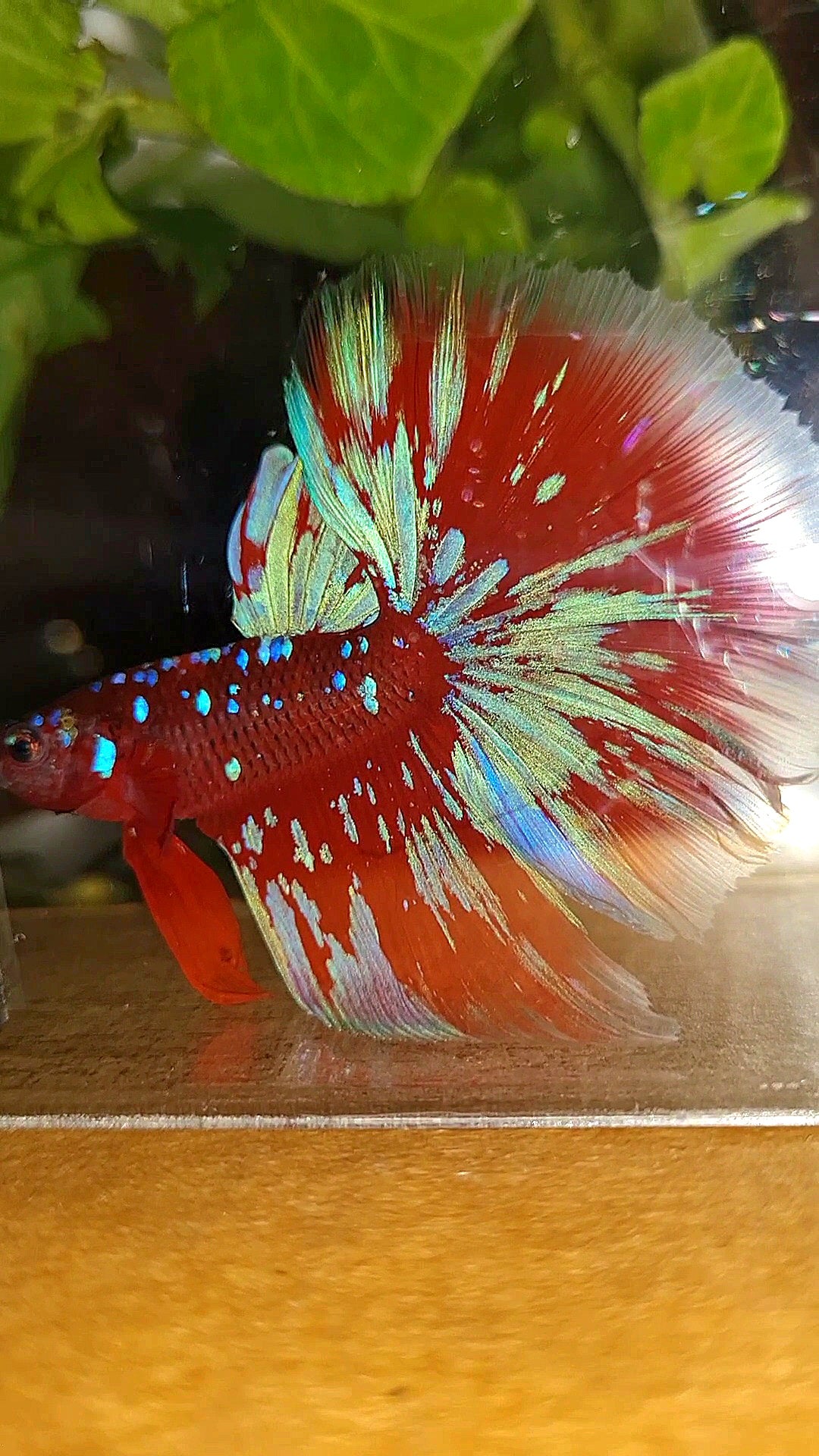 HALFMOON ROSETAIL RED PURPLE GALAXY RPG BETTA FISH