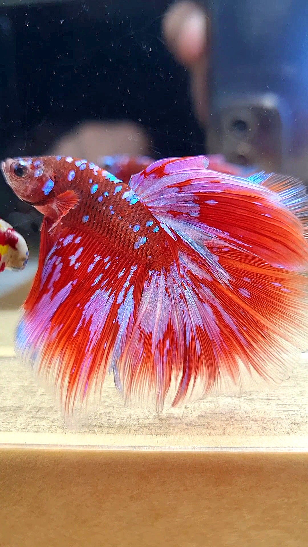 HALFMOON ROSETAIL RED PURPLE GALAXY RPG BETTA FISH