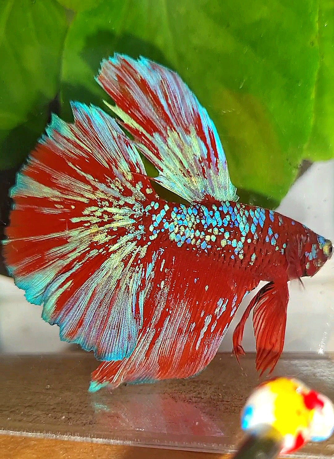 LUXURY HALFMOON RED PURPLE SUPER GALAXY RPG BETTA FISH – Rare Betta ...