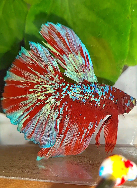 LUXURY HALFMOON RED PURPLE SUPER GALAXY RPG BETTA FISH