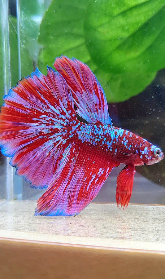 LUXURY HALFMOON RED PURPLE SUPER GALAXY RPG BETTA FISH