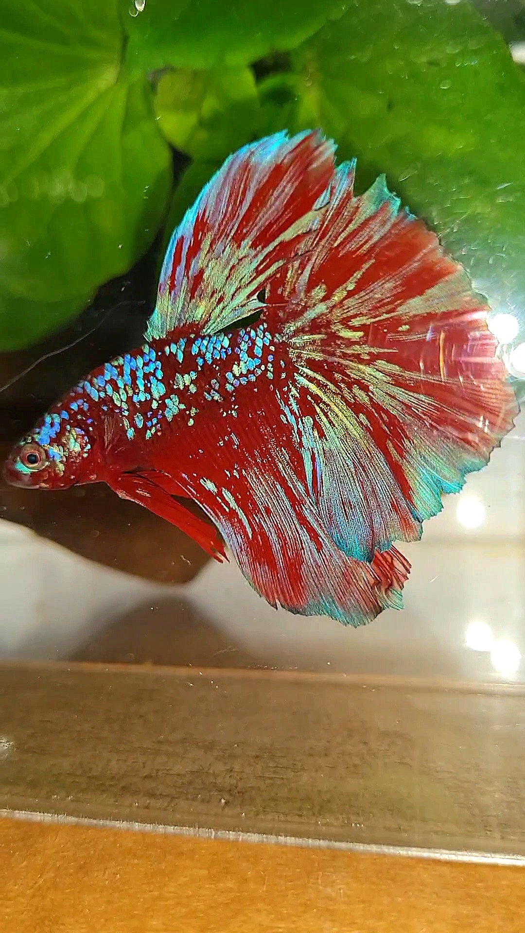 LUXURY HALFMOON RED PURPLE SUPER GALAXY RPG BETTA FISH