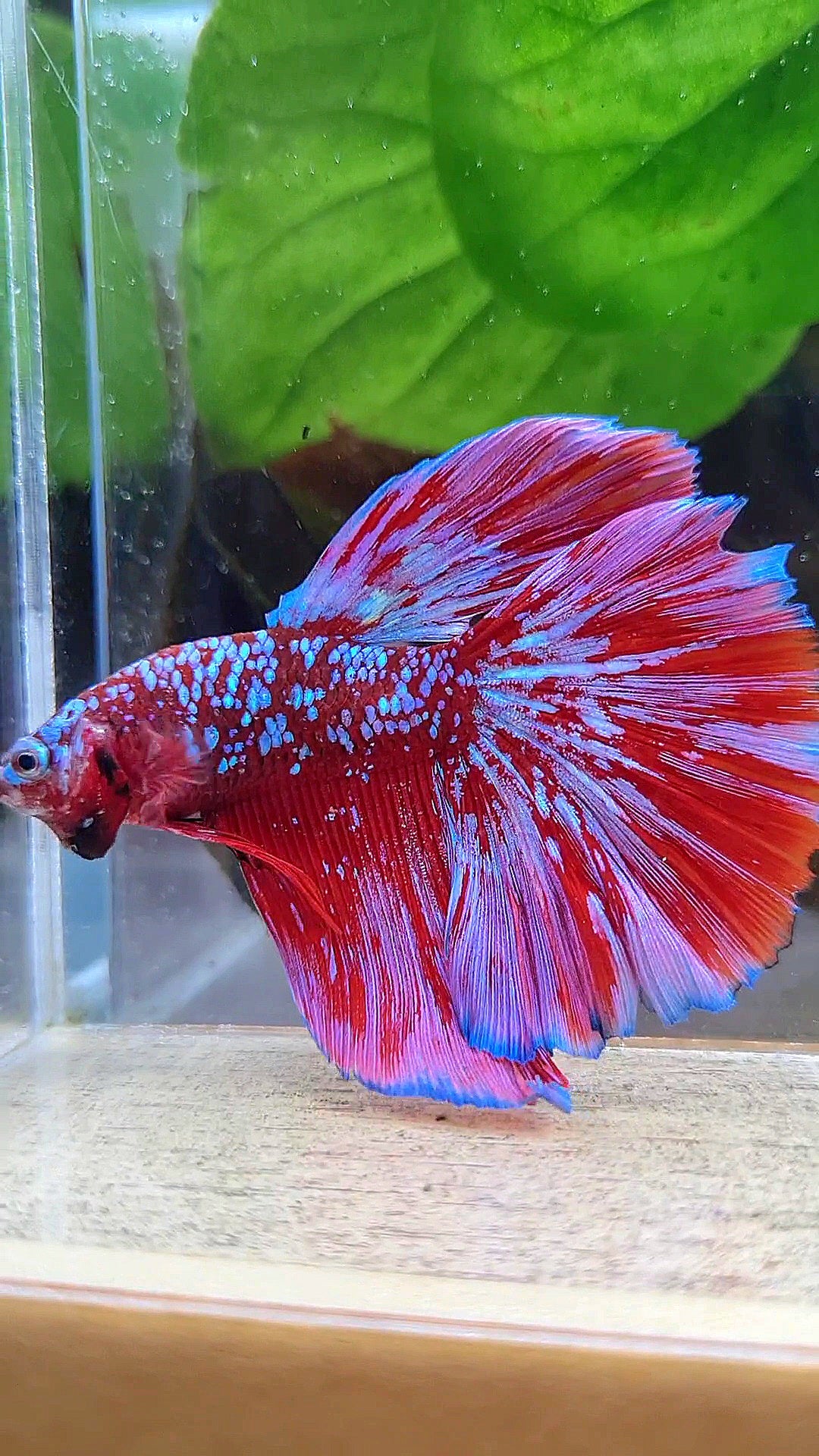 LUXURY HALFMOON RED PURPLE SUPER GALAXY RPG BETTA FISH