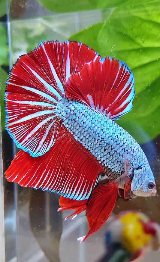 LUXURY GIANT HMPK BO 4,7CM+ BLUE DRAGON RED STARTAIL BETTA FISH