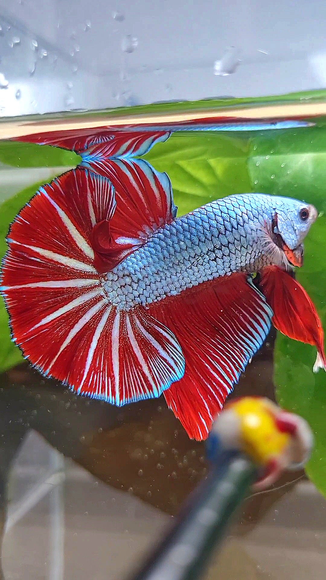 LUXURY GIANT HMPK BO 4,7CM+ BLUE DRAGON RED STARTAIL BETTA FISH