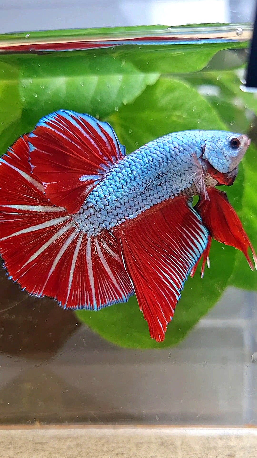 LUXURY GIANT HMPK BO 4,7CM+ BLUE DRAGON RED STARTAIL BETTA FISH